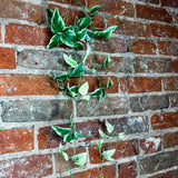 Clematis Vine 28 Inch