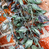 Trailing Bush 32 Inch