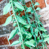 Trailing Bush 32 Inch