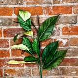 Salal Leaf Spray 36 in.