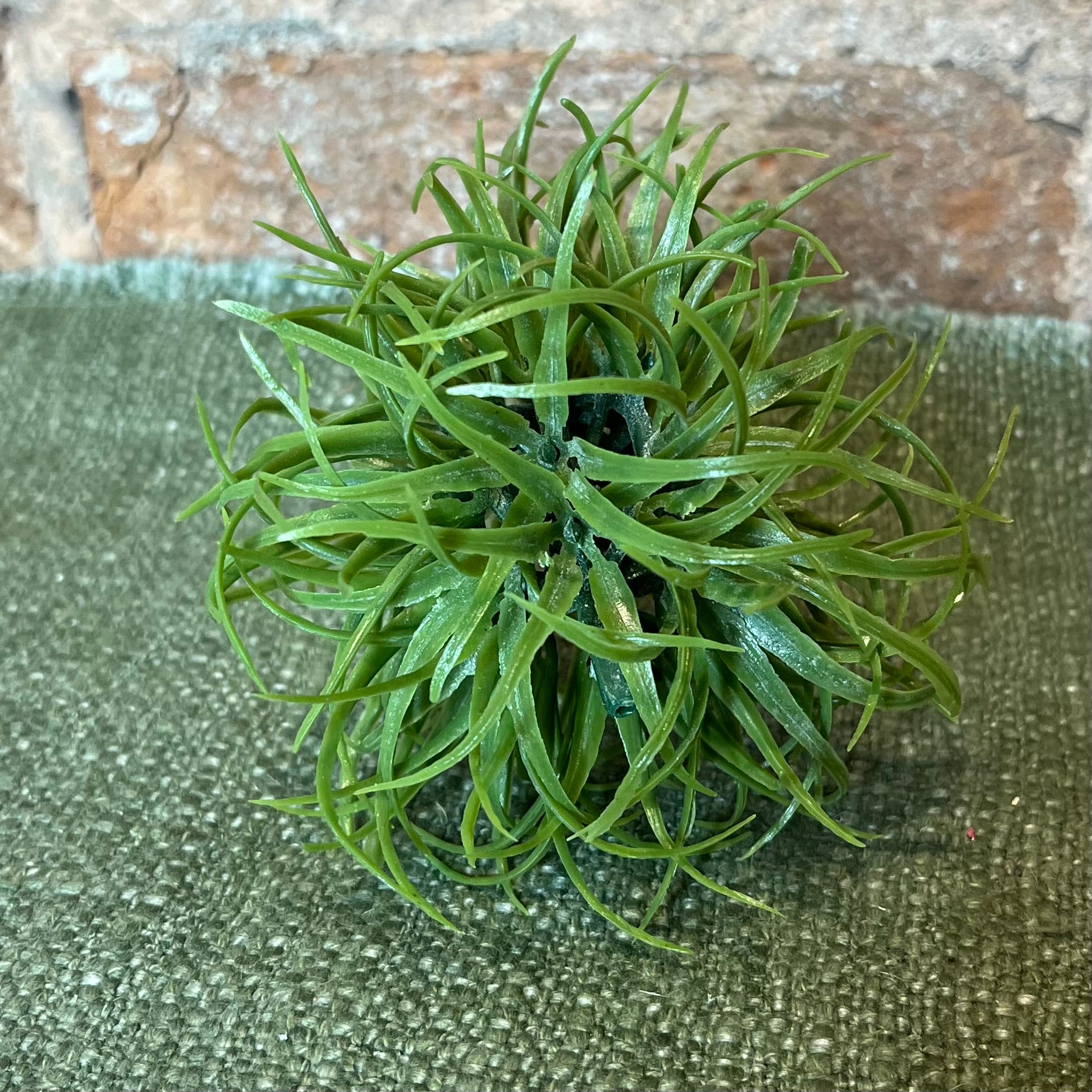 succulent air plant Air Plant Succulent Ball – MarketPlaceManning