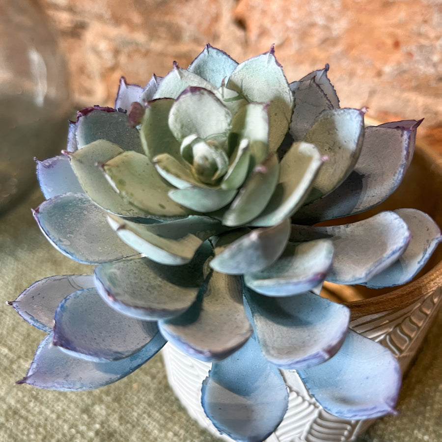 Blue/Sage Echeveria Pick 6”