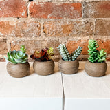 Mini Potted Succulent in Wood Pot 4.5”