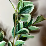 Cream/Green Japanese Euonymus Leaf Spray 38”