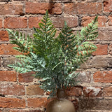Green Fern Bush