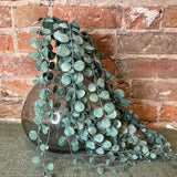 Sage Zimioculas Vine 28”