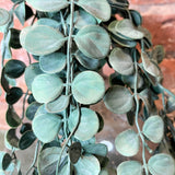 Sage Zimioculas Vine 28”