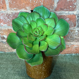 Medidum Burg/Green Succulent Stem