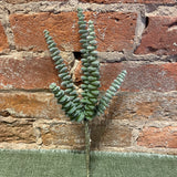 Sage Crassula Pick 12”