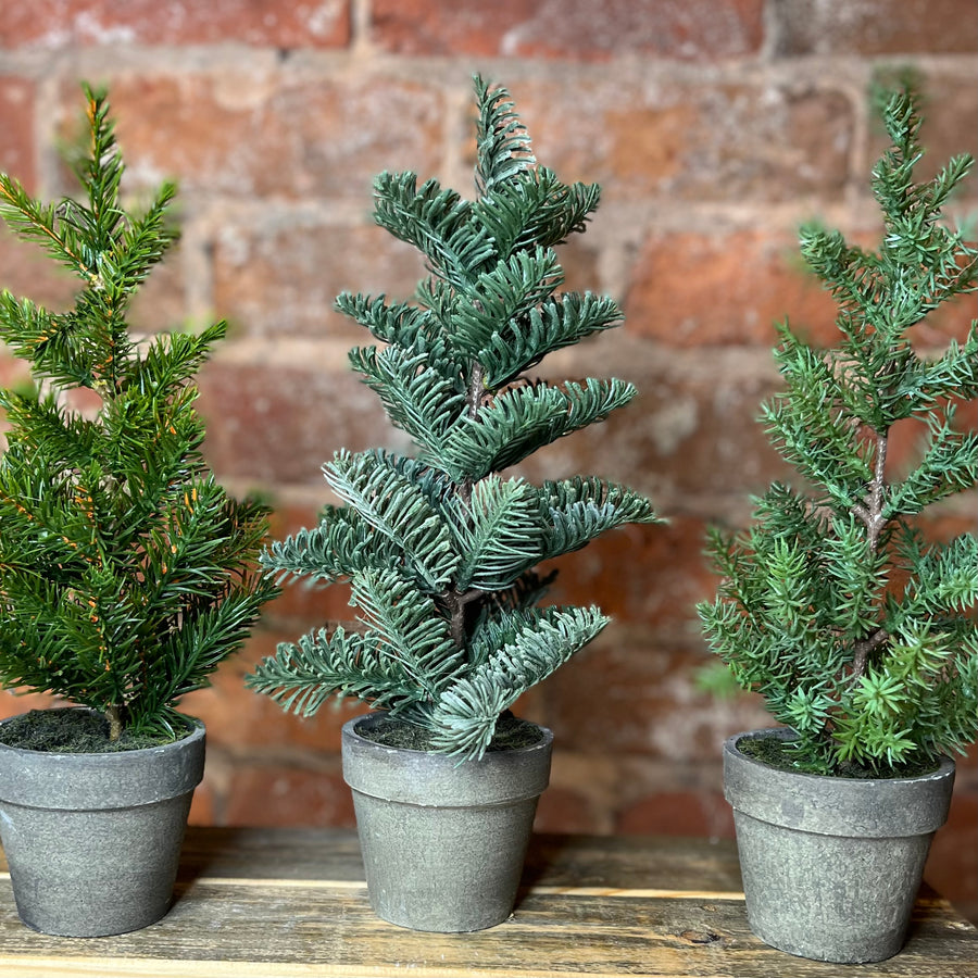 Potted Tall Pine 11”
