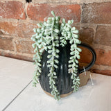 Green/Cream/Pink Jelly Bean Succulent 13.5”