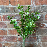 Yellow/Green Boxwood Bush 14.5"