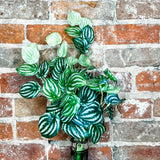 Cream/Green Watermelon Bush 19”