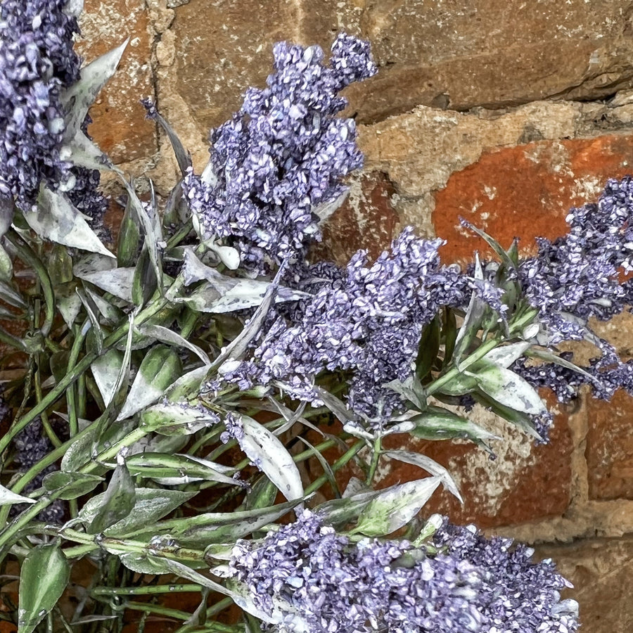 Wild Lavender Bush 20”