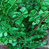 Soft Touch Maidenhair Bush 15”
