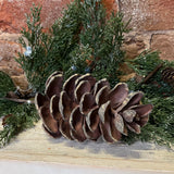 Natural Single Pinecone Pick 14”