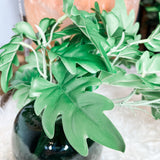 Philodendron Leaf Bush 16.5”