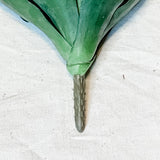 Agave Plant Pick 10.5" - MarketPlaceManning