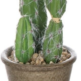 Brown Pot Rock Cactus