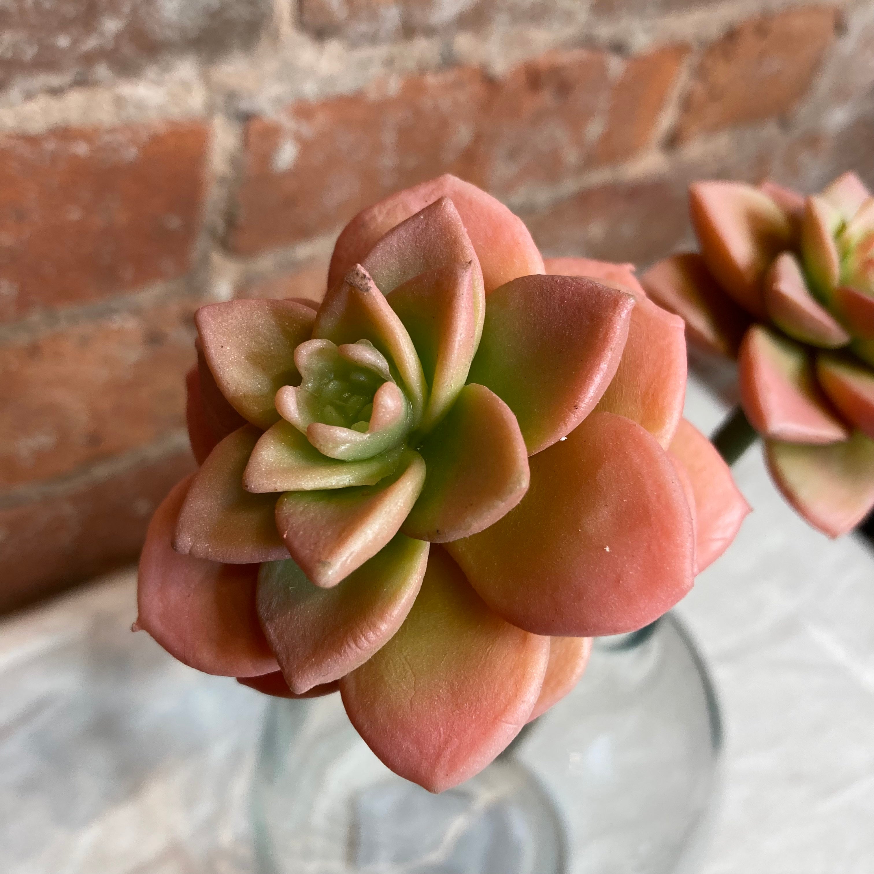 succulent spritzer Mini Succulent Spray 11" – MarketPlaceManning