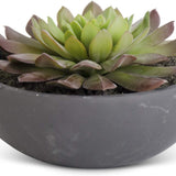 Succulent in Matte Black Bowl 6.75"