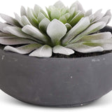Succulent in Matte Black Bowl 6.75"
