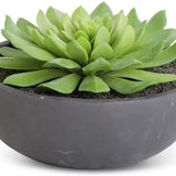 Succulent in Matte Black Bowl 6.75"