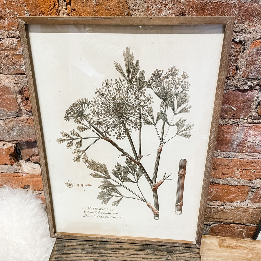 Wood Framed Botanical Prints 15.75"
