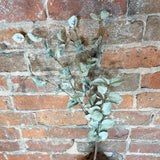 Light Green Eucalyptus Stem 34"