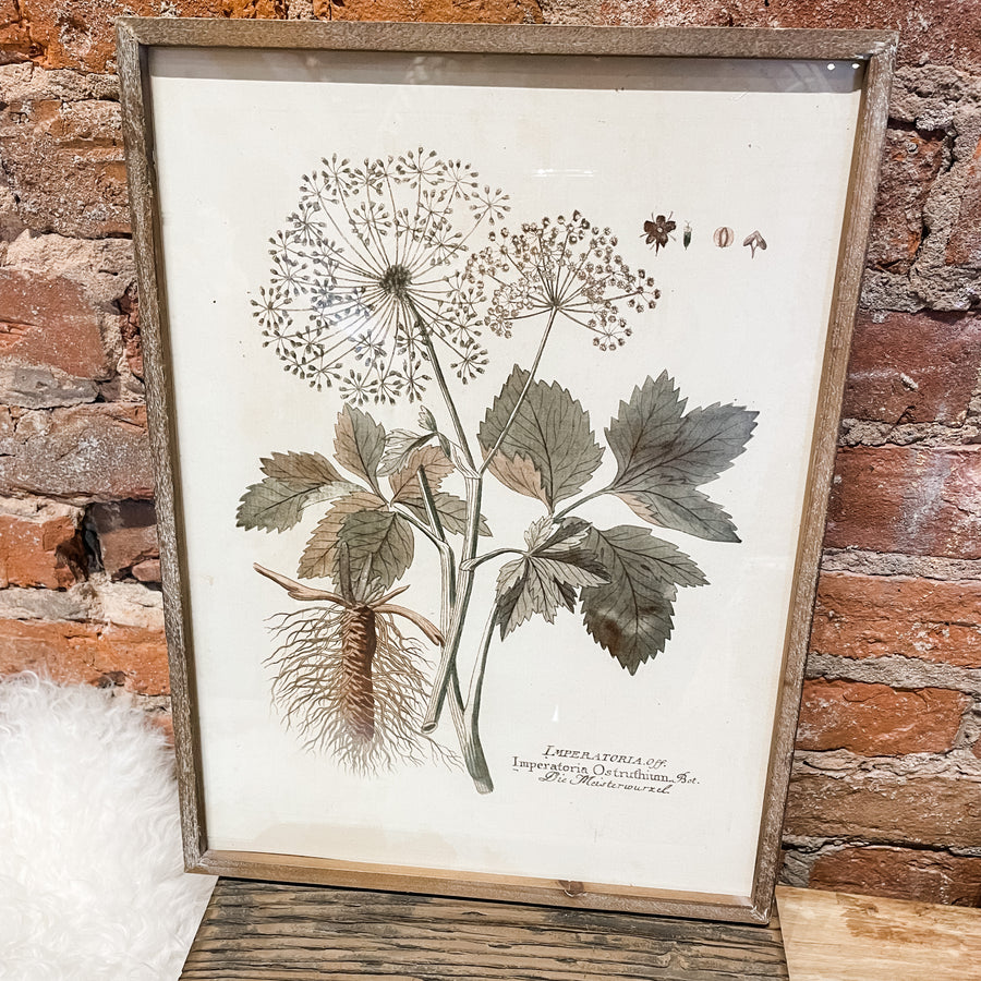 Wood Framed Botanical Prints 15.75"