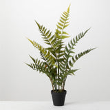 Potted Fern 27in