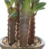 Brown Pot Rock Cactus