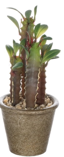Brown Pot Rock Cactus