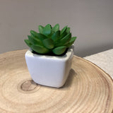 Succulents in Pots 2 in.