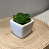 Succulents in Pots 2 in.