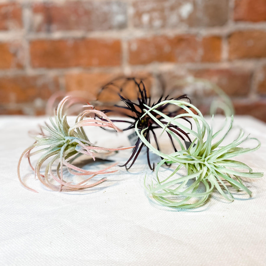 Air Plant 5" - MarketPlaceManning