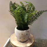 Fern in White Pot 13in