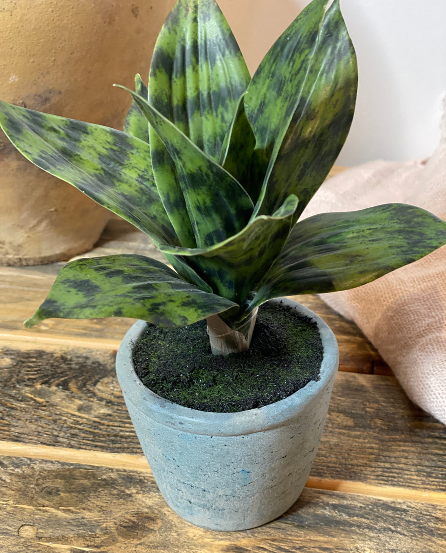 Potted Sansevieria 8x10