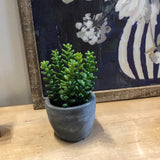 Small Succulent in Cement Pot 4"