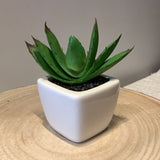 Succulents in Pots 2 in.