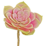 Mauve Echeveria Rosette 5in