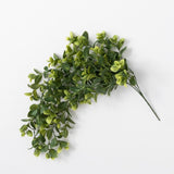 Hanging Mint Bush 33 in