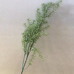Asparagus Fern Stem 36 in. - MarketPlaceManning