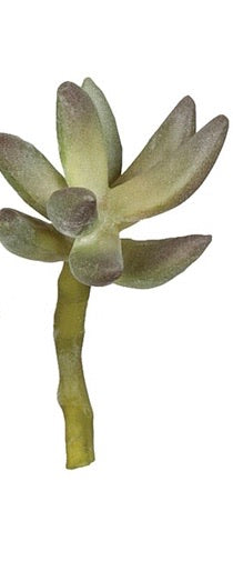 Short Succulent pick