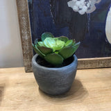 Small Succulent in Cement Pot 4"