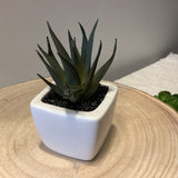 Succulents in Pots 2 in.