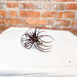 Air Plant 5" - MarketPlaceManning