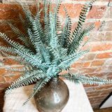 Powdered Fern Bush 20"