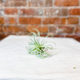 Air Plant 5" - MarketPlaceManning
