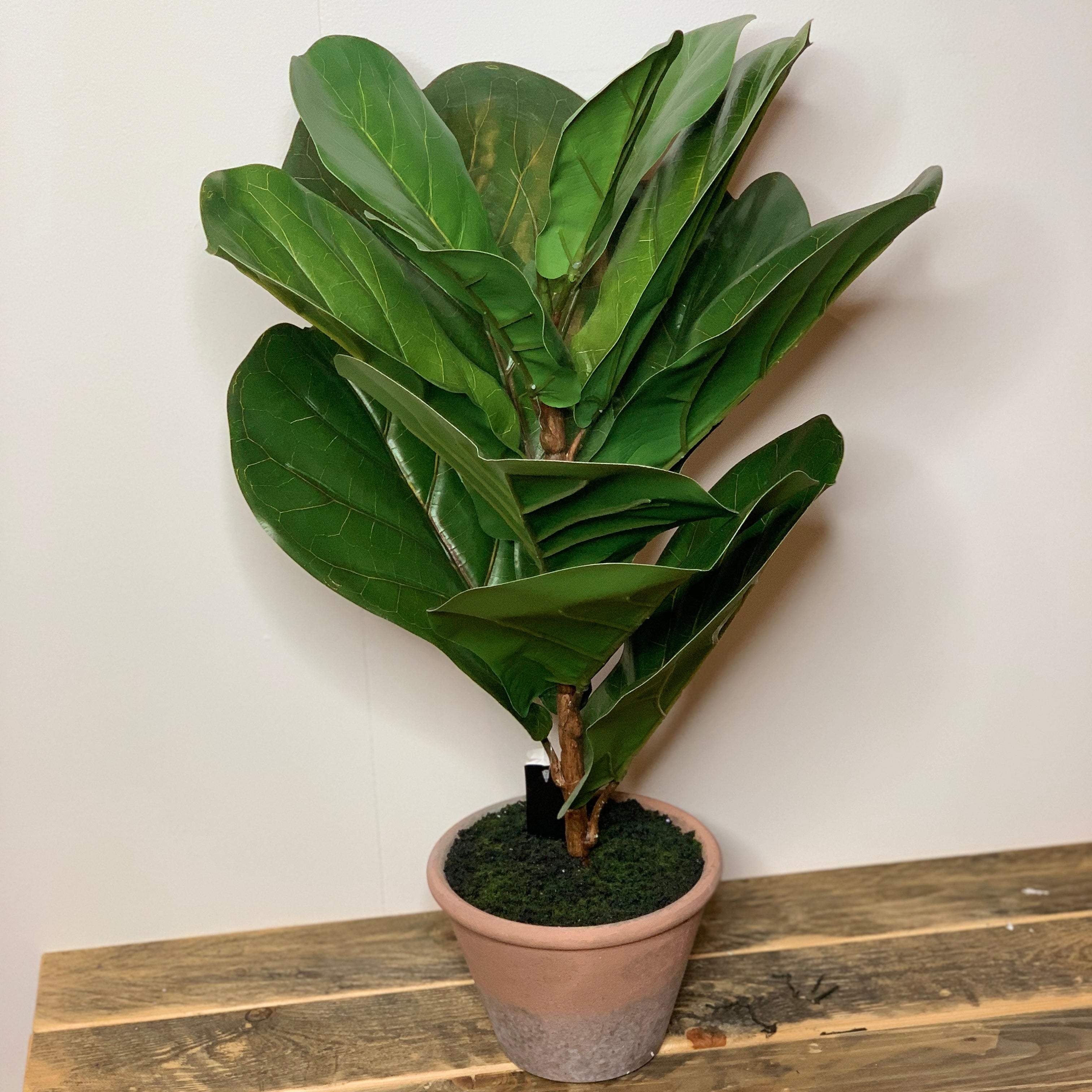 fiddle leaf fig terracotta pot Fiddle Leaf Fig Tree in Distresses Clay Pot 24" – MarketPlaceManning